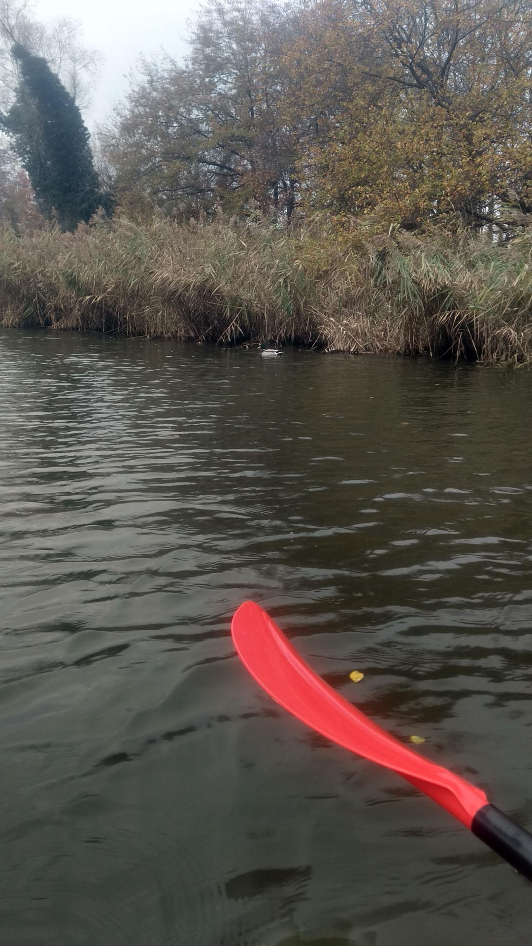 Circuit habituel sur la Moselle
